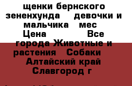 щенки бернского зененхунда. 2 девочки и 2 мальчика(2 мес.) › Цена ­ 22 000 - Все города Животные и растения » Собаки   . Алтайский край,Славгород г.